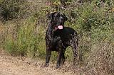 CANE CORSO 097